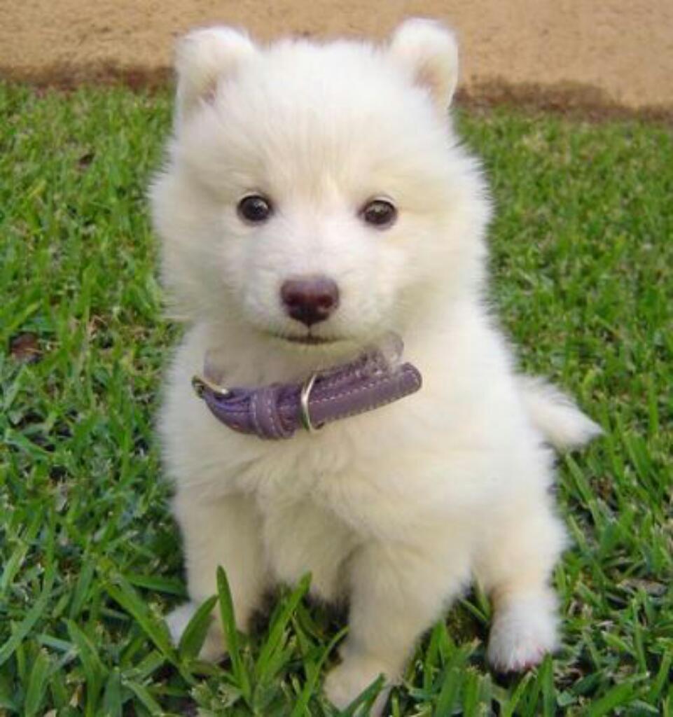 Samoyedo