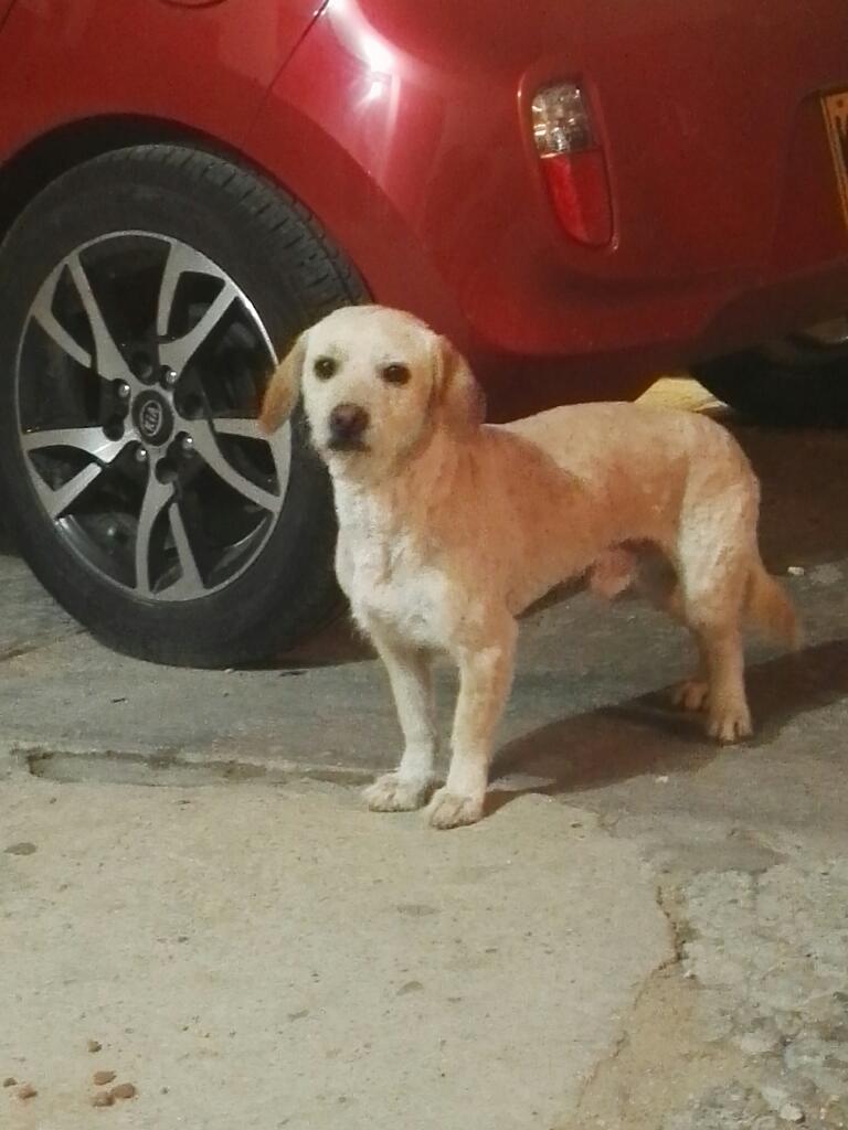 Se Da Perrito en Adopcion