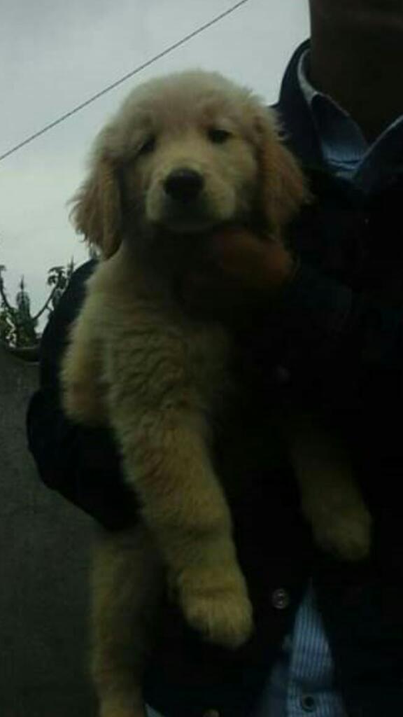 Se Venden Perros de Raza Golden