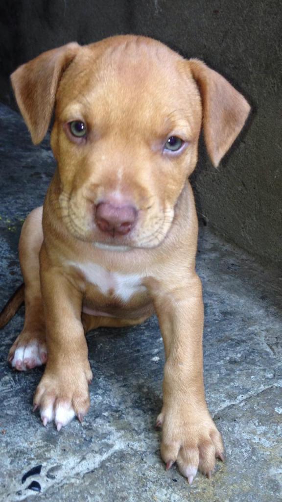 Se vende hermosos perros pitbull