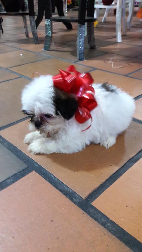 Shihtzu Disponibles