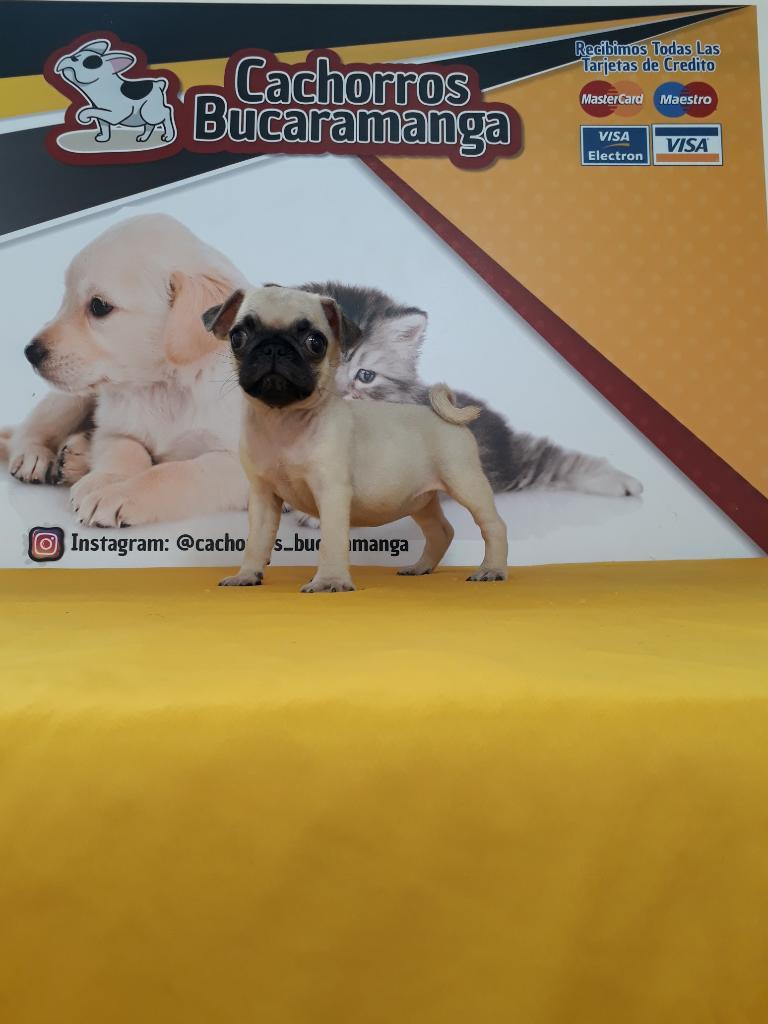 Sofisticado Pug Carlino