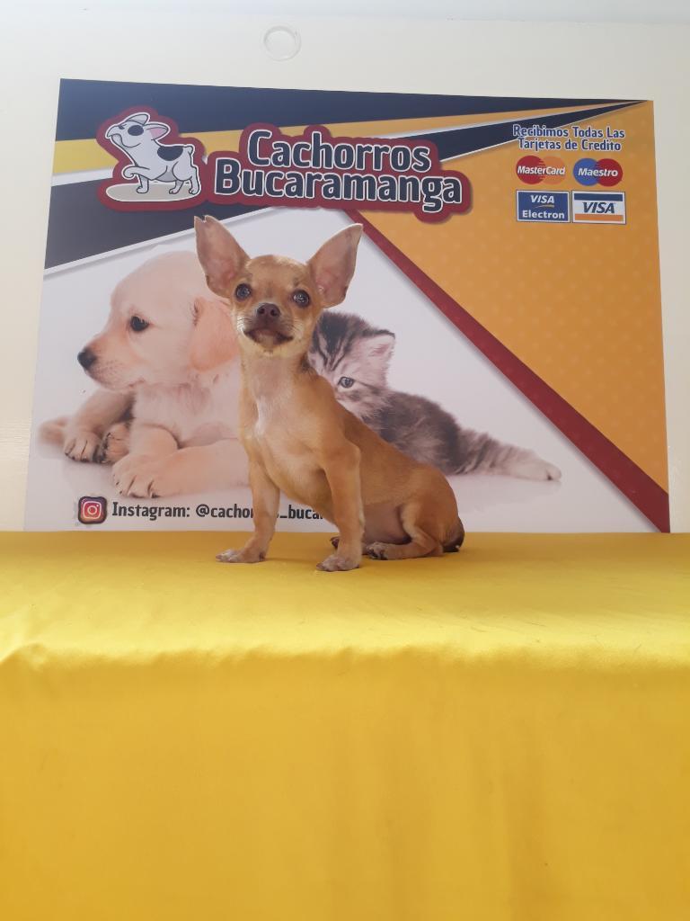 Sofisticados Chihuahuas