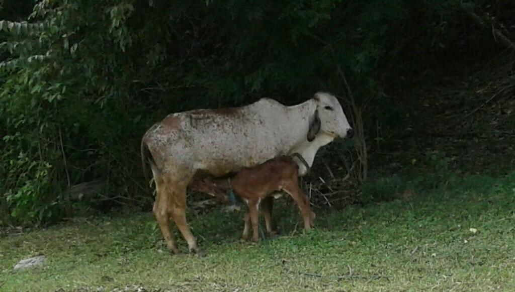 Vaca Gyr Primer Parto