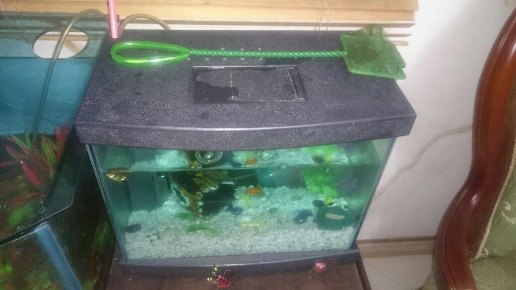 Vendo Acuario Completo