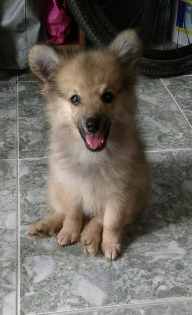 Vendo Cachorro Pomerania