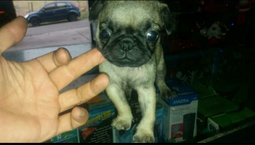 Vendo Cachorros Pugcarlino