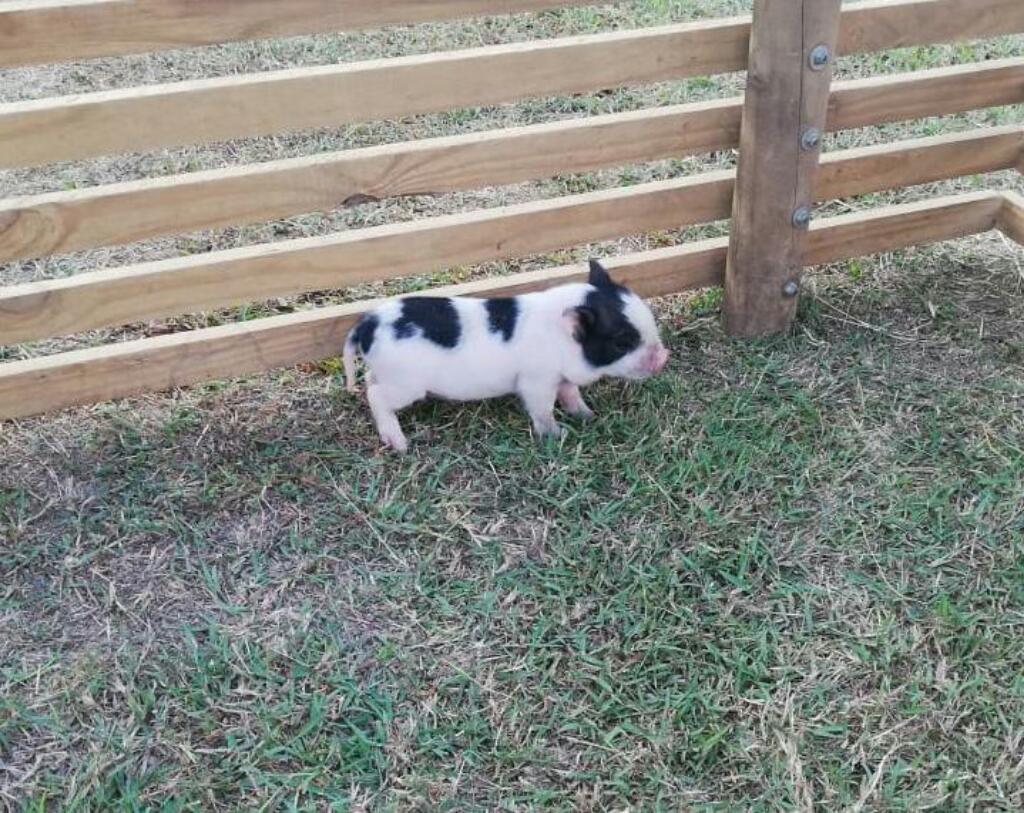 Venta de Mini Pigs Y Micro Pig
