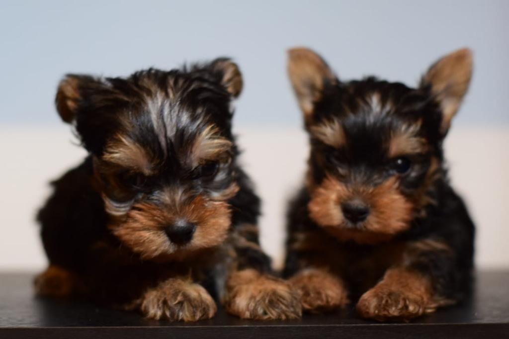 Yorkie Terrier