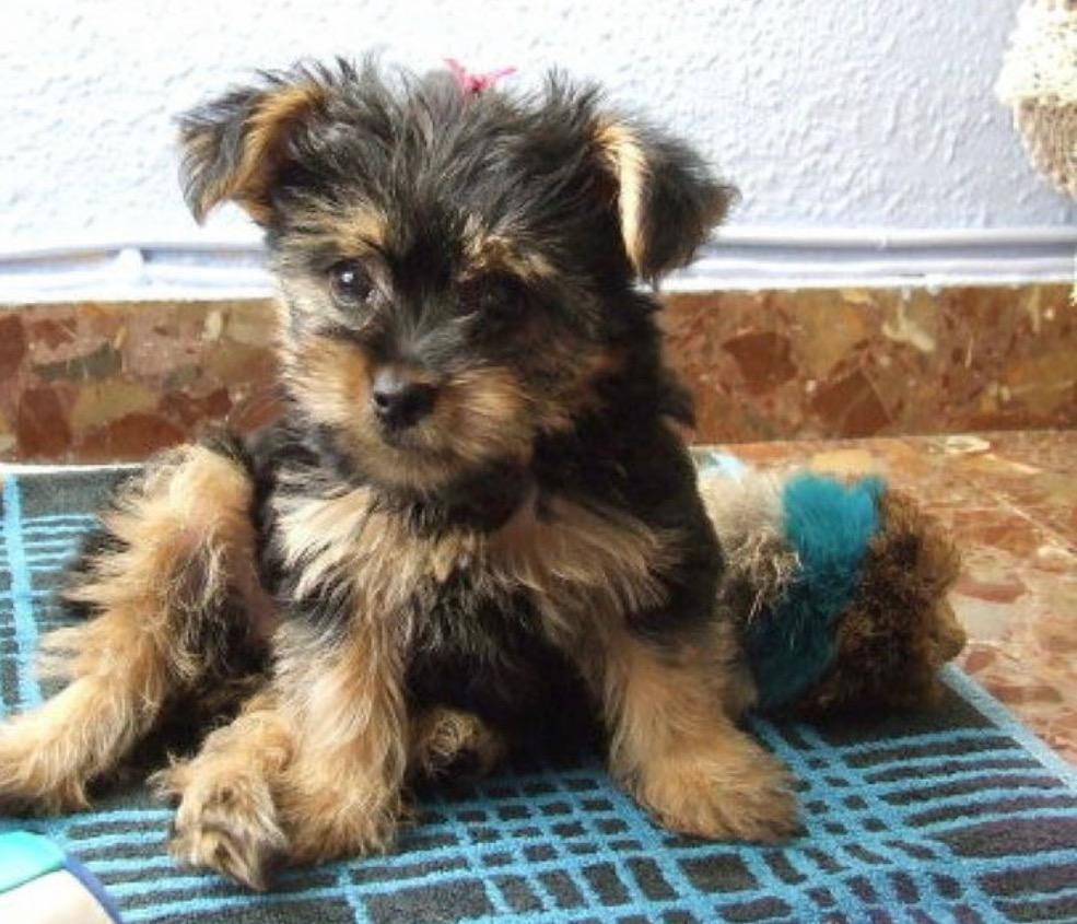 Yorkie Terrier Macho Mini