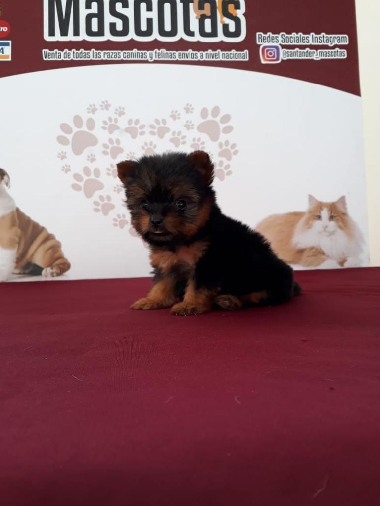 Yorkshire Terrier Unico Incomparable