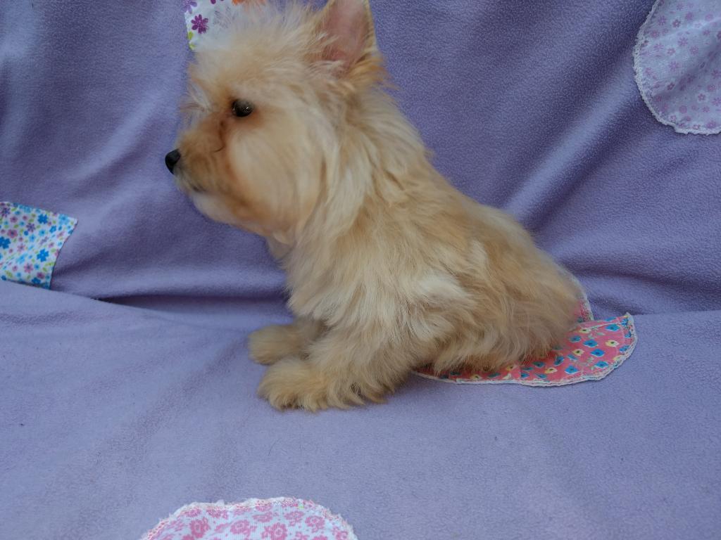 en Venta, Macho Yorshay Terrier Dorado