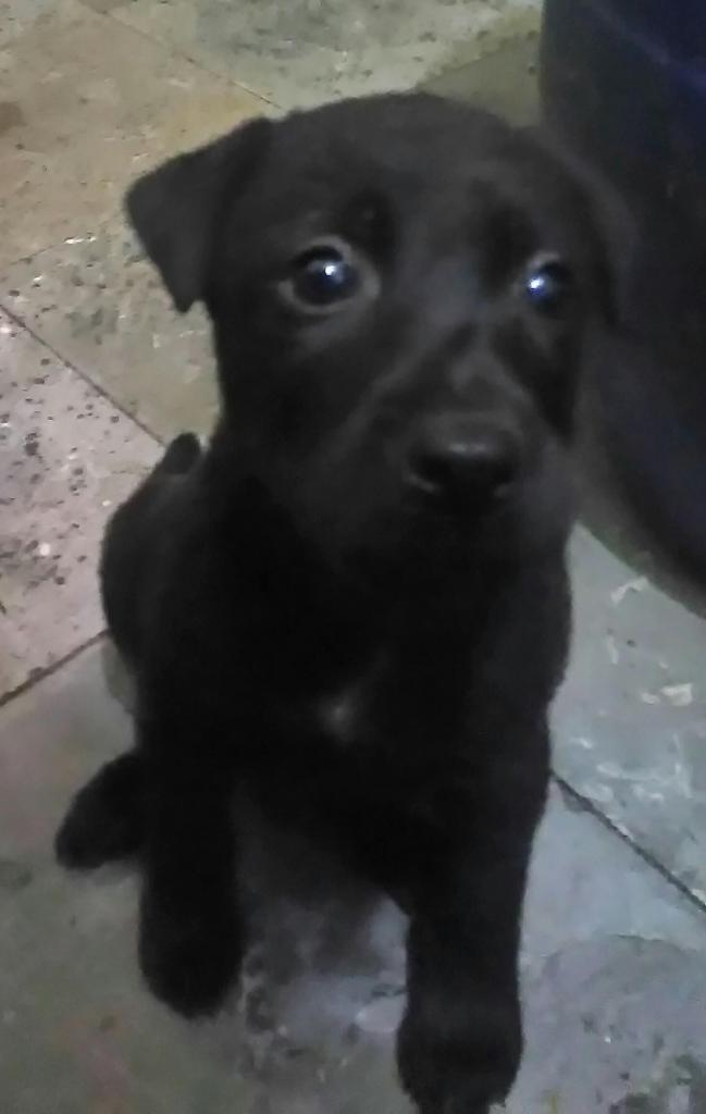 perritos en adopcion