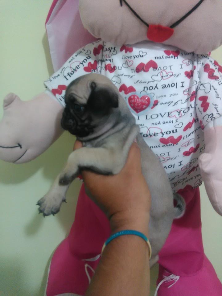 pug carlino gobernantico