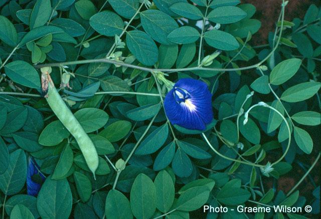 Cien 100 gramos de Semillas De Clitoria Ternatea Campanita