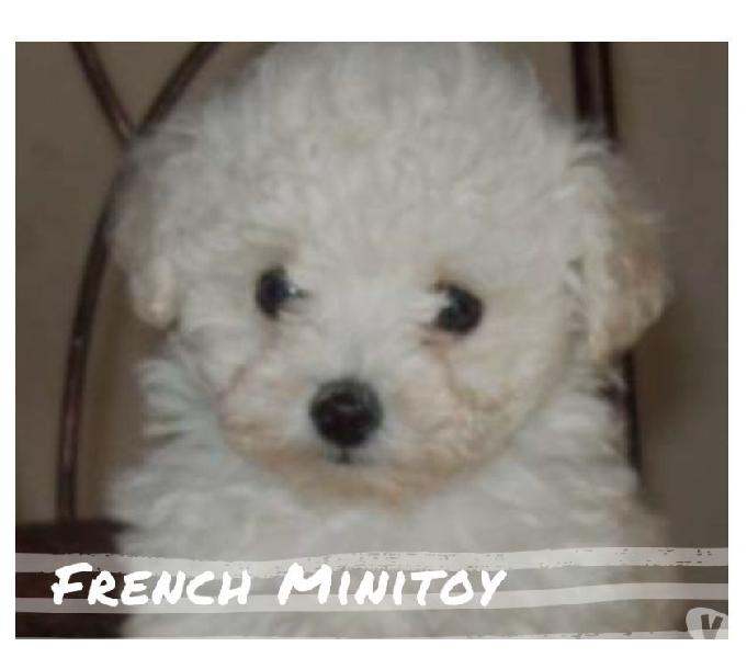 En Venta Cachorros French Minitoy Hermosos Disponibles