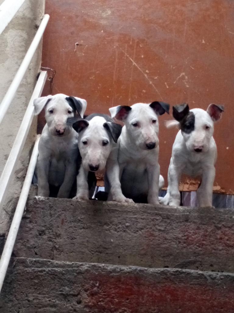 3 Cachorras Bulterrier