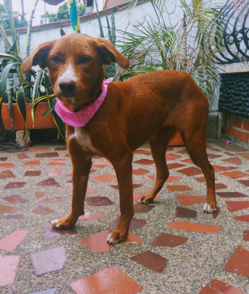 Adopcion de Perrita