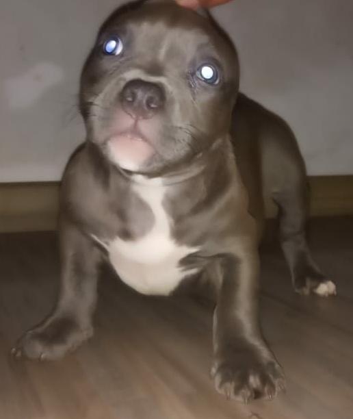 American bully pocket