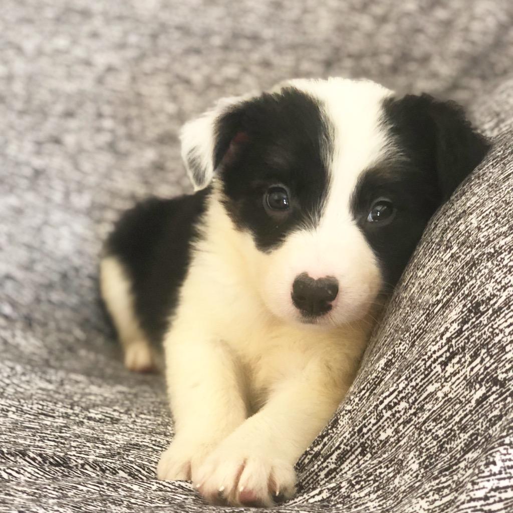 Border Collie