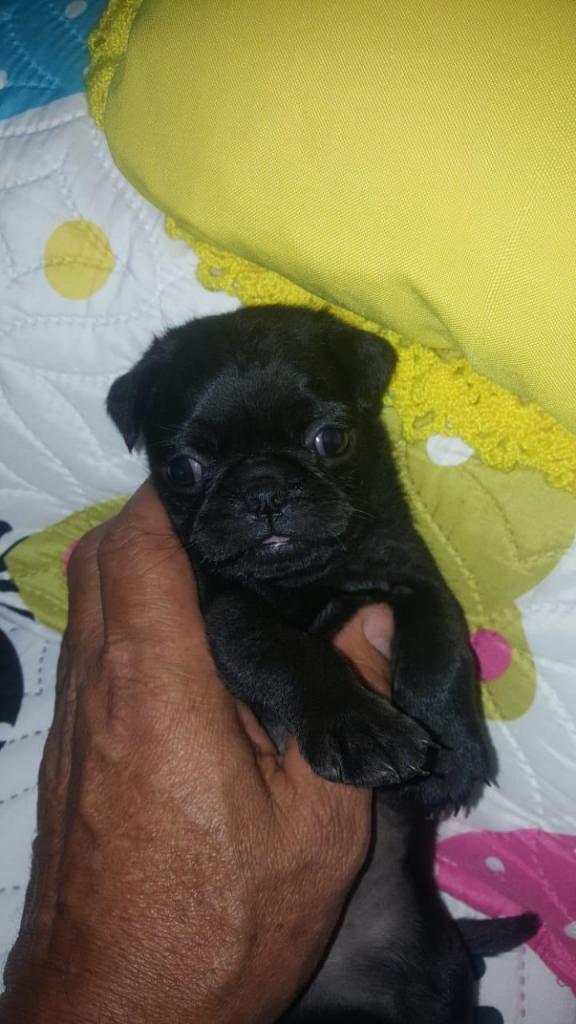 Cachorro Pug