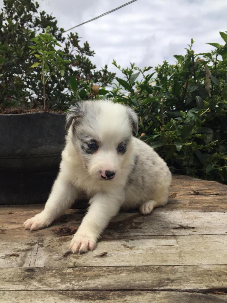 Cachorros Border Collie Blue Merle