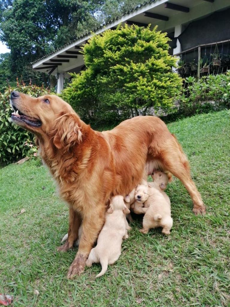 Cachorros Golden