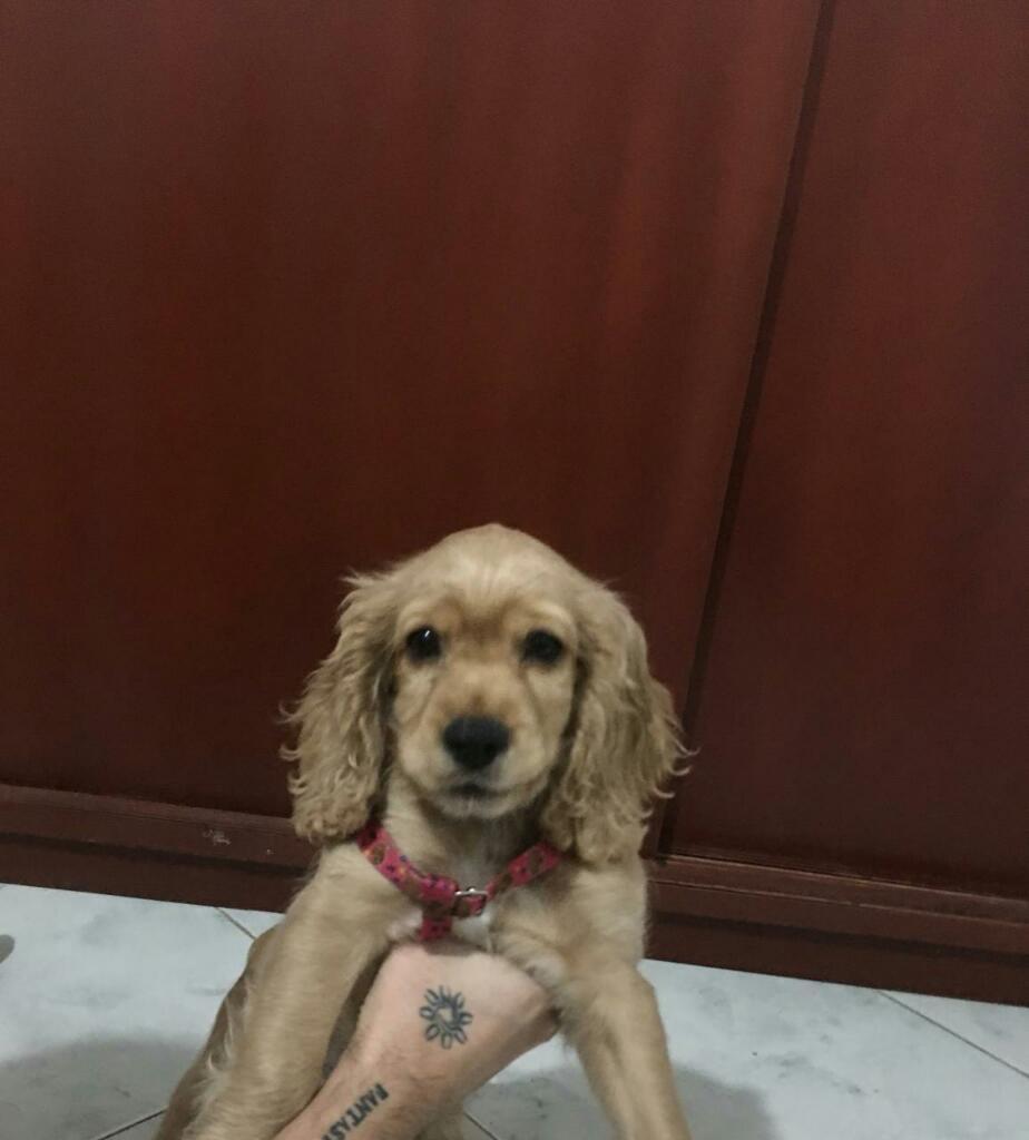 Cocker Spaniel $320