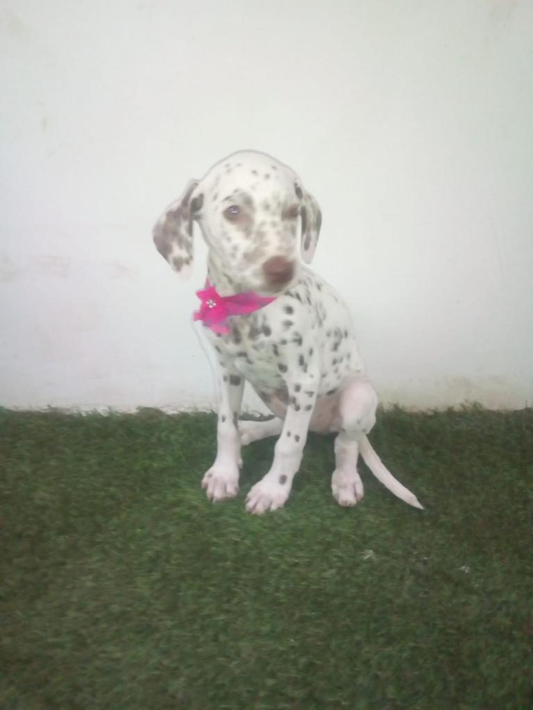 Dalmata Hembra