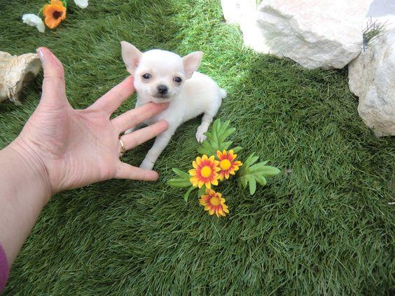 ENCANTADORES CHIHUAHUAS A LA VENTA GARANTIZADOS