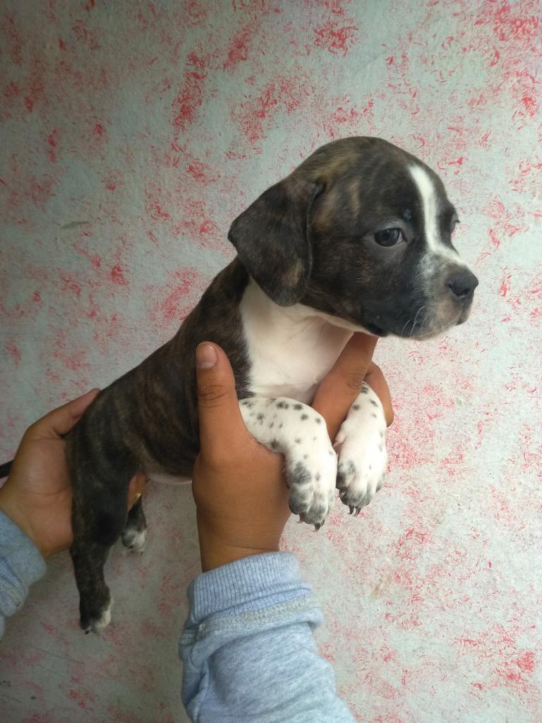 Hembra Pitbull Bully