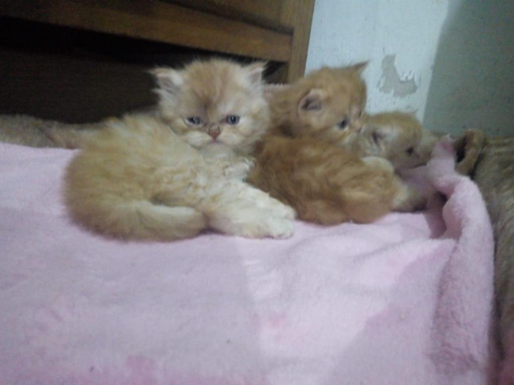 Hermoso Gatitos Persas