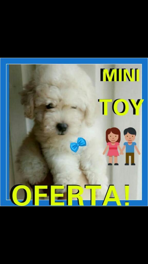 Mini Toy Macho Realizó Envíos Nacionales