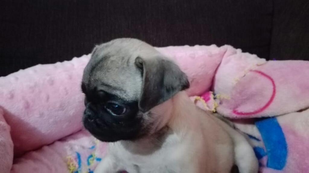 Pug Machito 