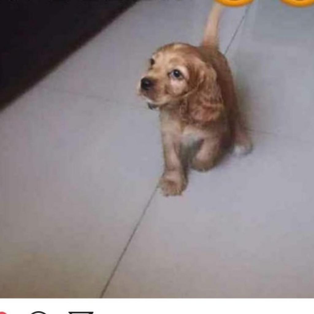 Se Vende Cachorra Coocker de 4 Meses