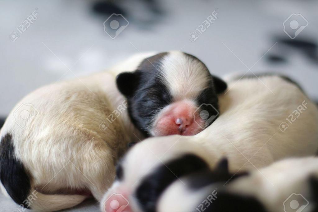 VENDO CACHORROS DE RAZA SHIST TZU