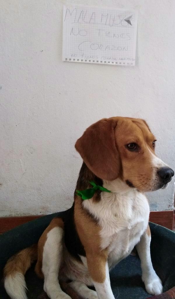 Vendo Cachorrita Beagle Tricolor