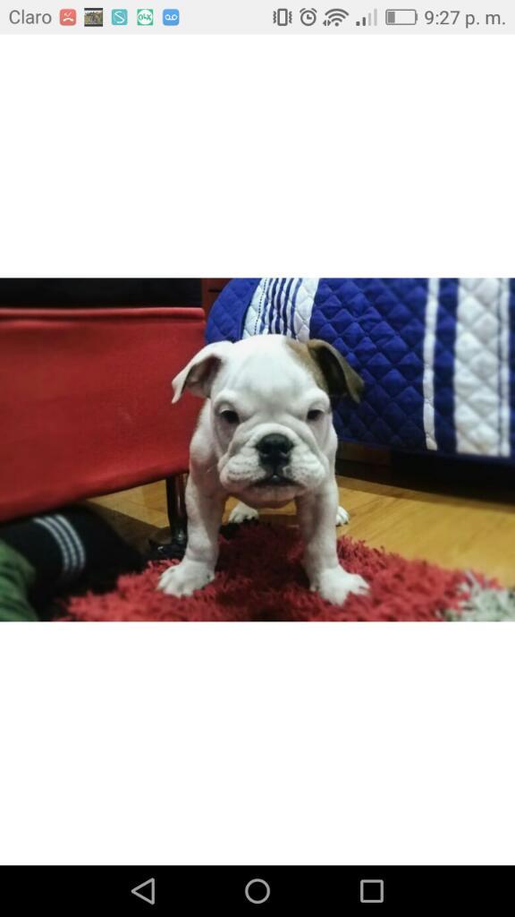 Vendo Lindo Bulldog Ingles Blacktri