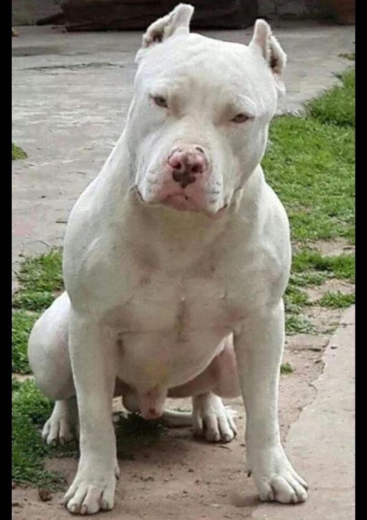 Vendo O Cambio American Bully