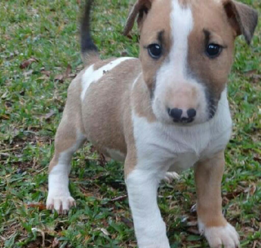 Vendo Perrita Bull Terrier