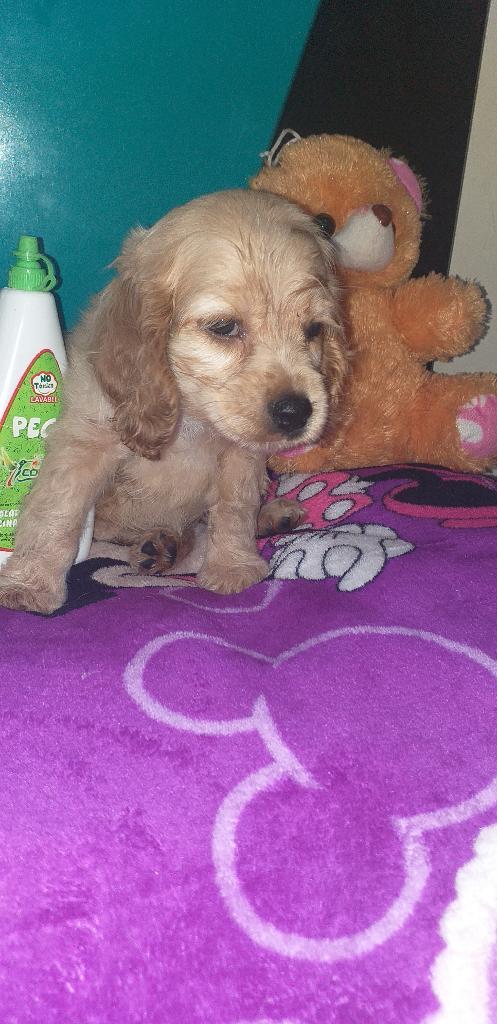 Vendo Perrita Coker Kira