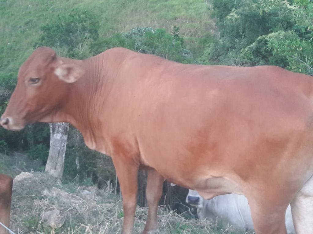 Vendo Toro Y Vaca Preñada Brahama