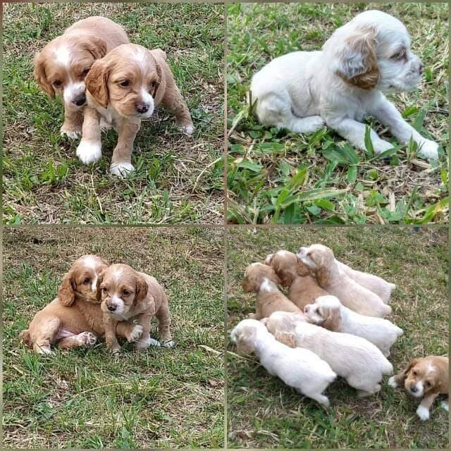 Venta cachorros cocker