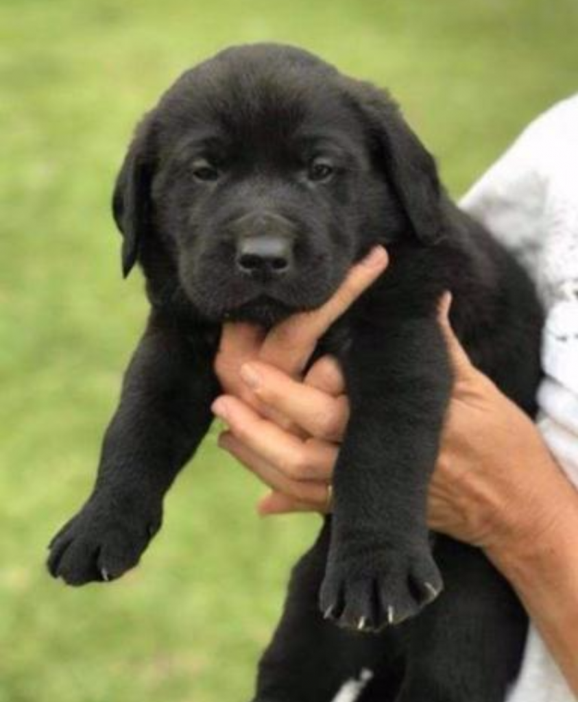 cachorro labrador