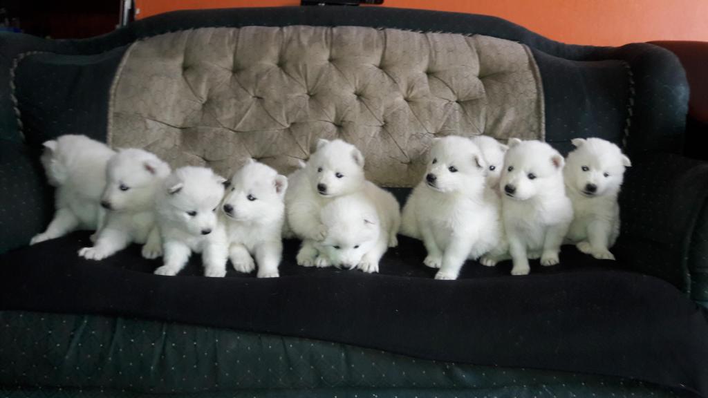 oferta cachorros samoyedo raza pura