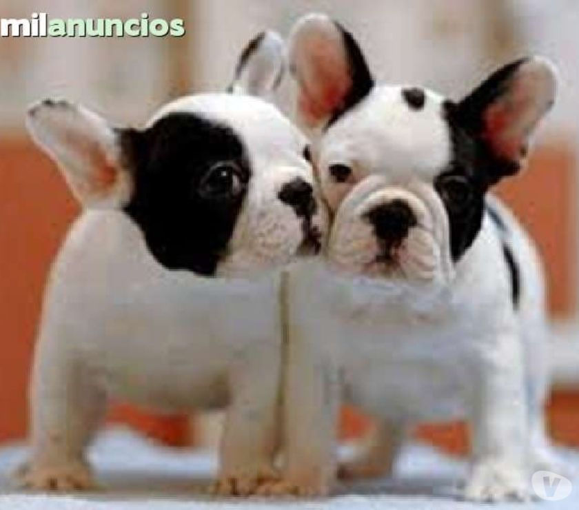 VENDO HERMOSAS MASCOTAS EN ESPACIAL BULLDOG FRANCÉS