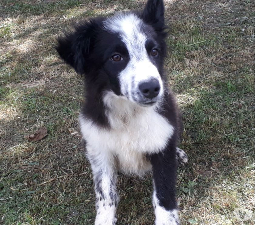 Border collie en adopcion