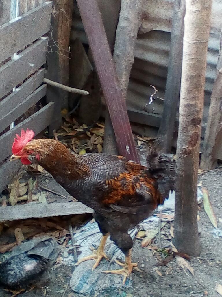 Animales