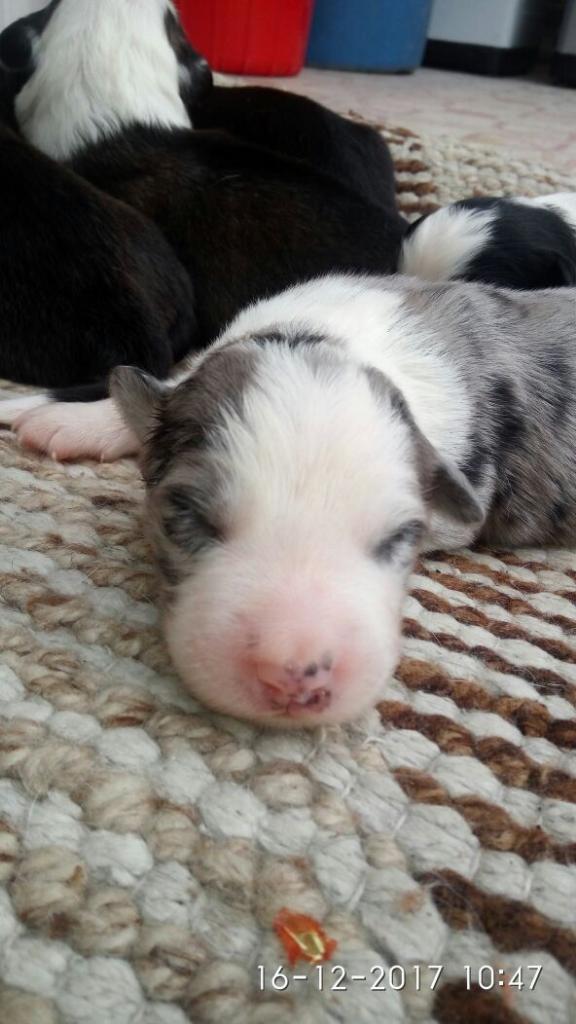 Border Collie