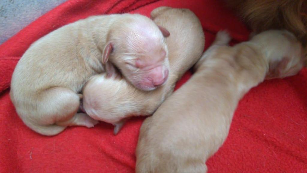 CACHORRAS GOLDEN RETRIEVER